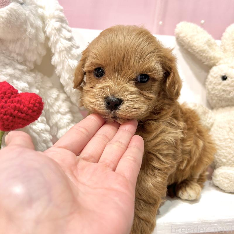 販売中の栃木県のマルプー:マルチーズ×トイプードル-445910の4枚目