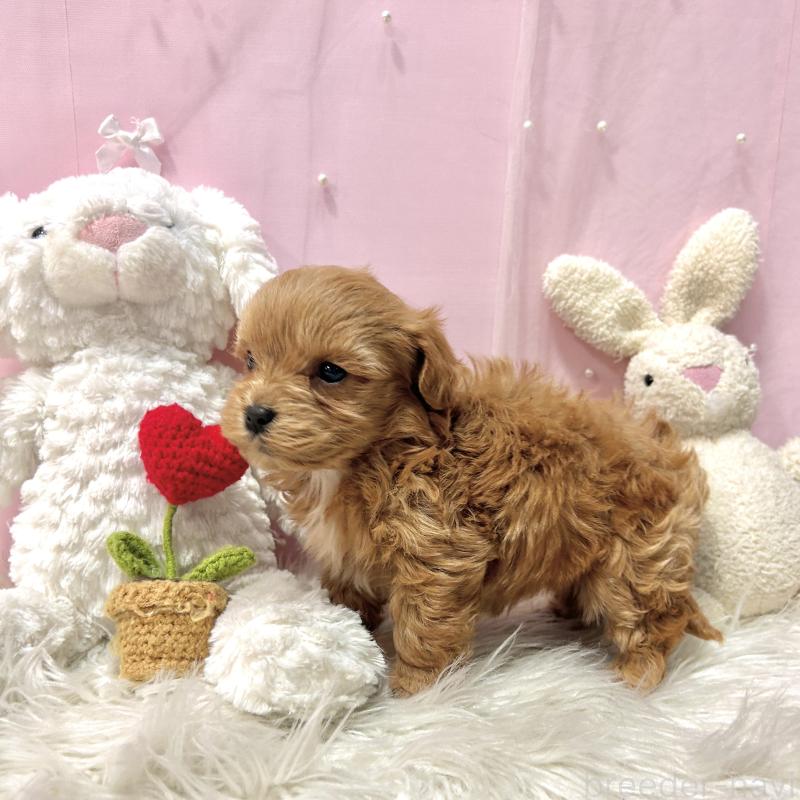 販売中の栃木県のマルプー:マルチーズ×トイプードル-445910の3枚目