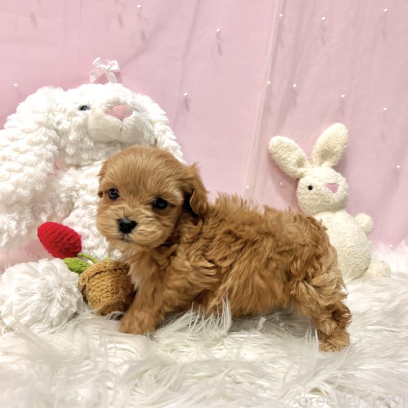 販売中の栃木県のマルプー:マルチーズ×トイプードル-445910の2枚目