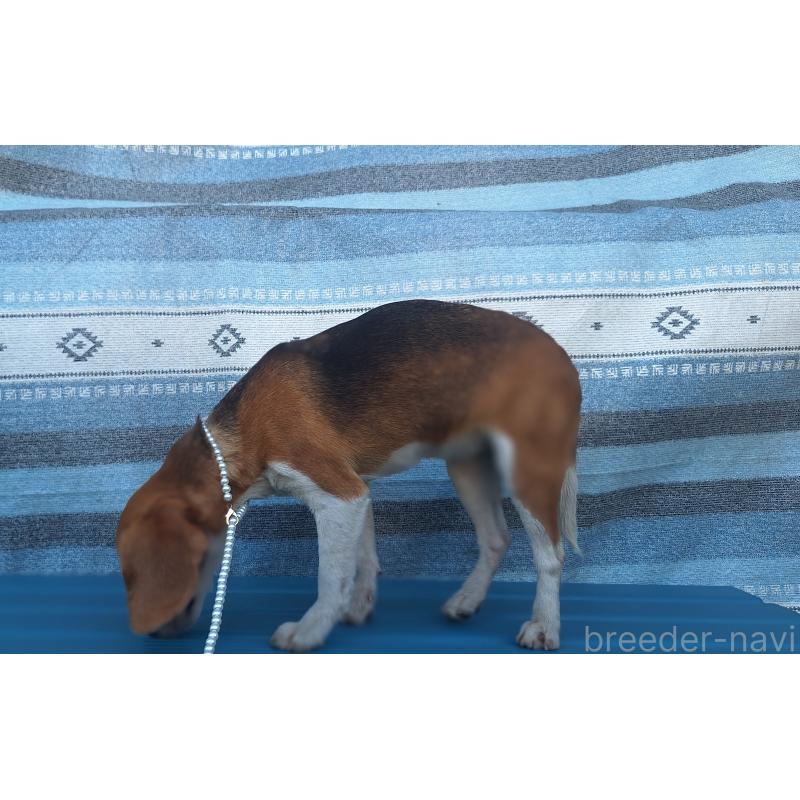 販売中の鹿児島県のビーグル-445868の2枚目