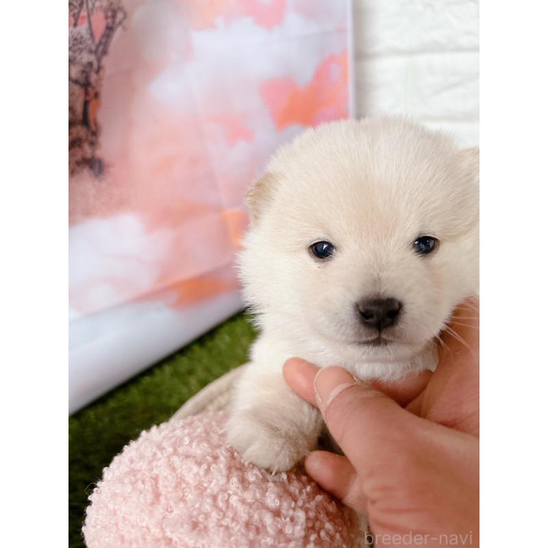 販売中の群馬県の豆柴-445908の8枚目