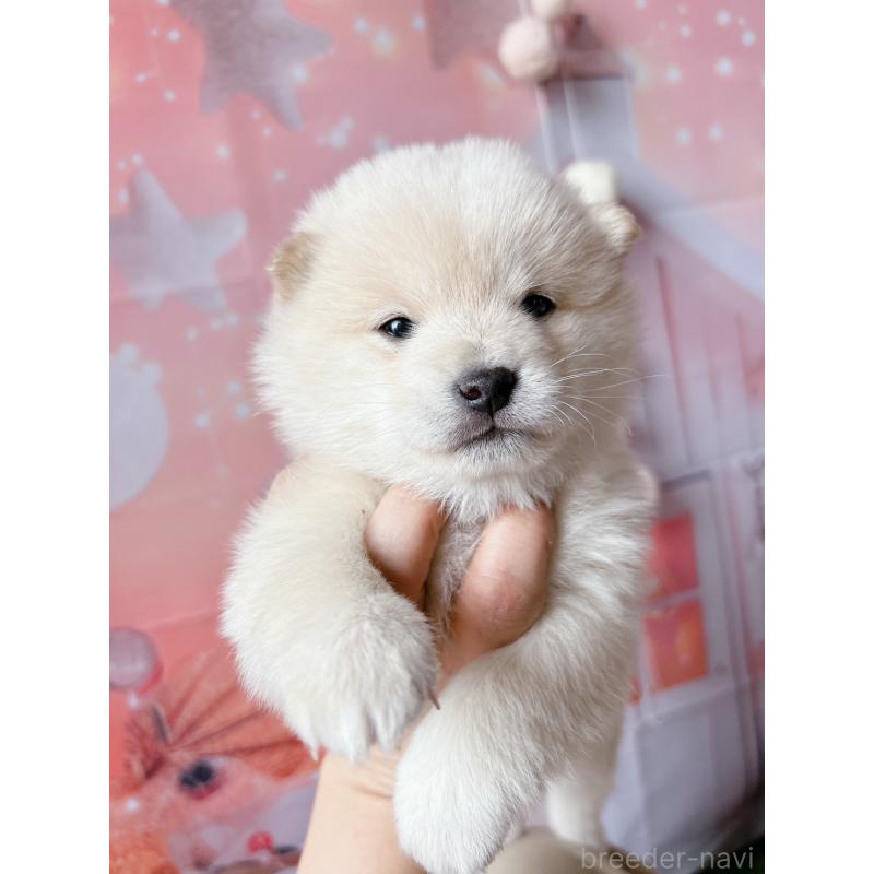 販売中の群馬県の豆柴-445908の6枚目