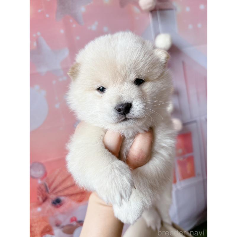 販売中の群馬県の豆柴-445908の5枚目