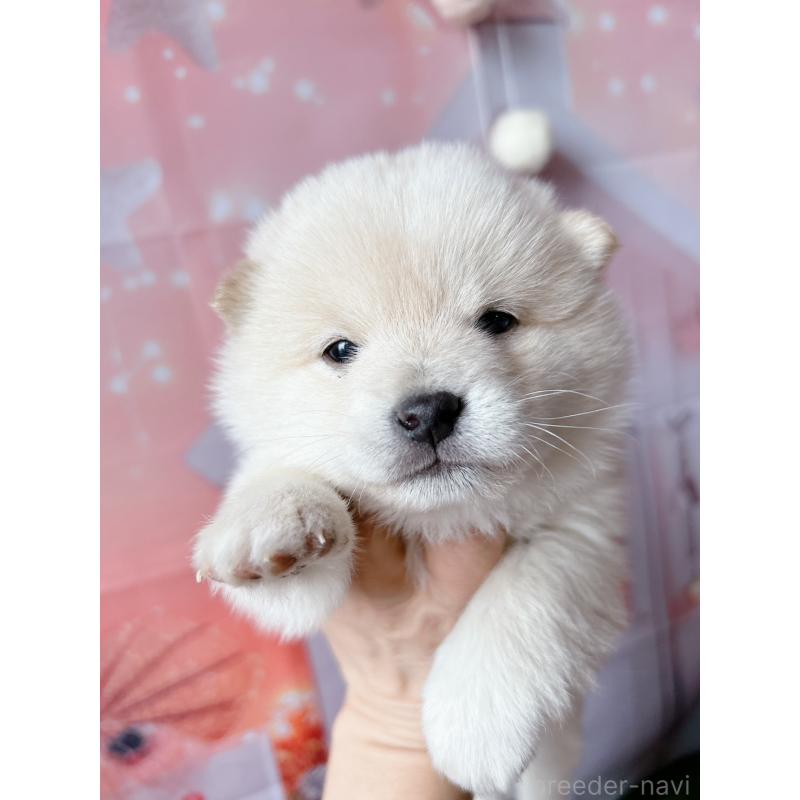 販売中の群馬県の豆柴-445908の4枚目