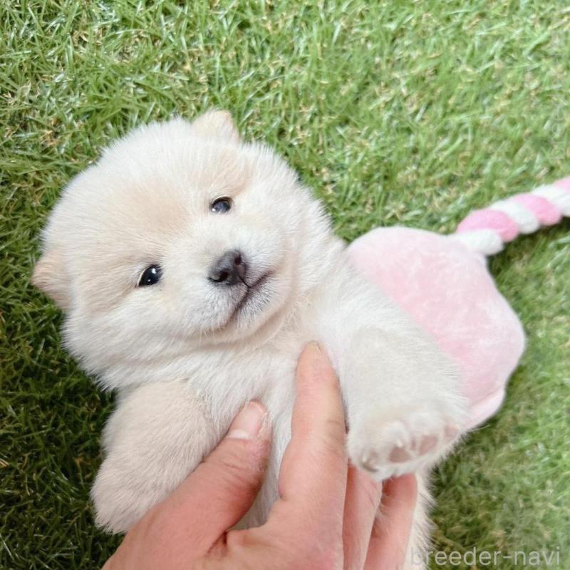 販売中の群馬県の豆柴-445908の2枚目