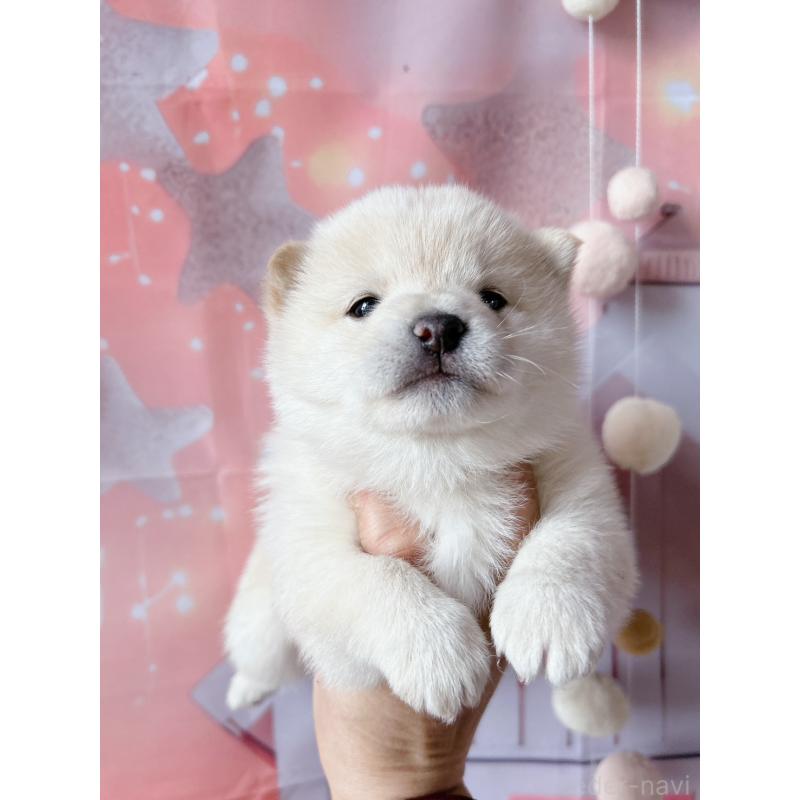 販売中の群馬県の豆柴-445909の7枚目