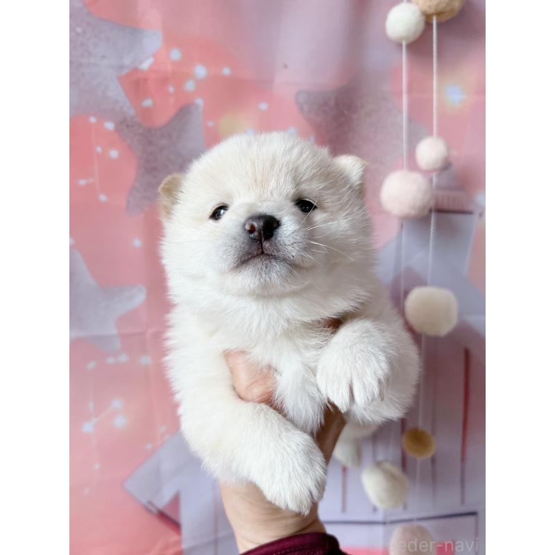 販売中の群馬県の豆柴-445909の6枚目