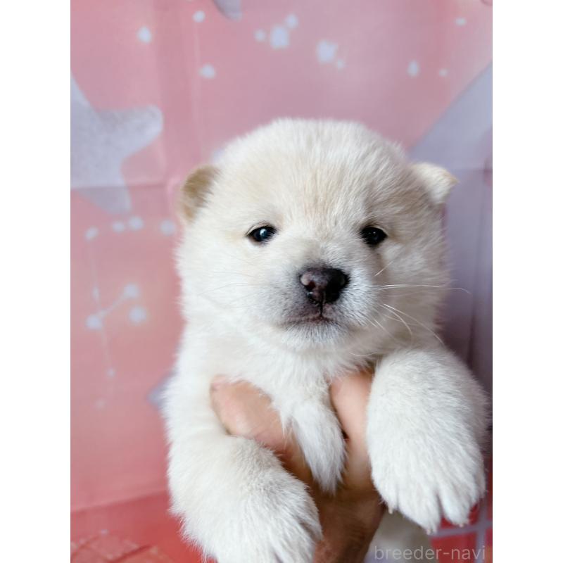 販売中の群馬県の豆柴-445909の5枚目