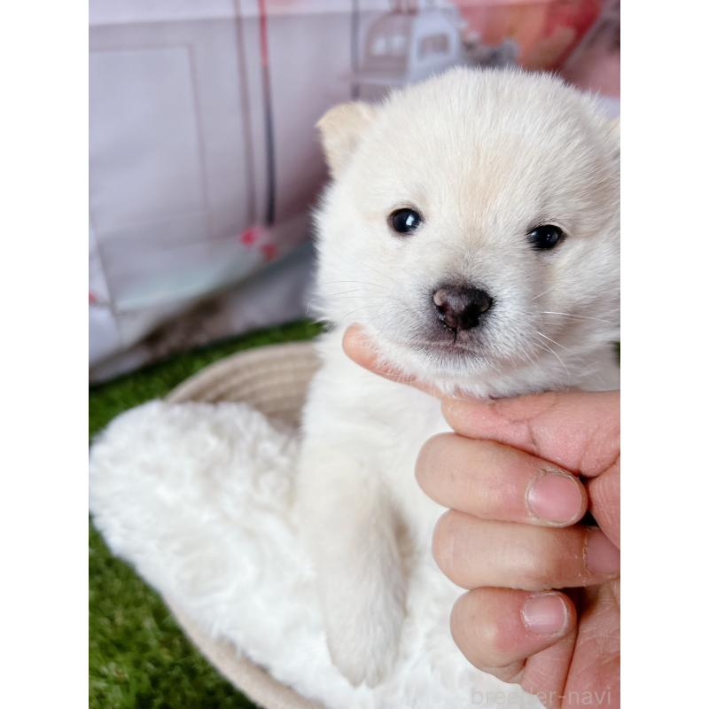 販売中の群馬県の豆柴-445909の4枚目