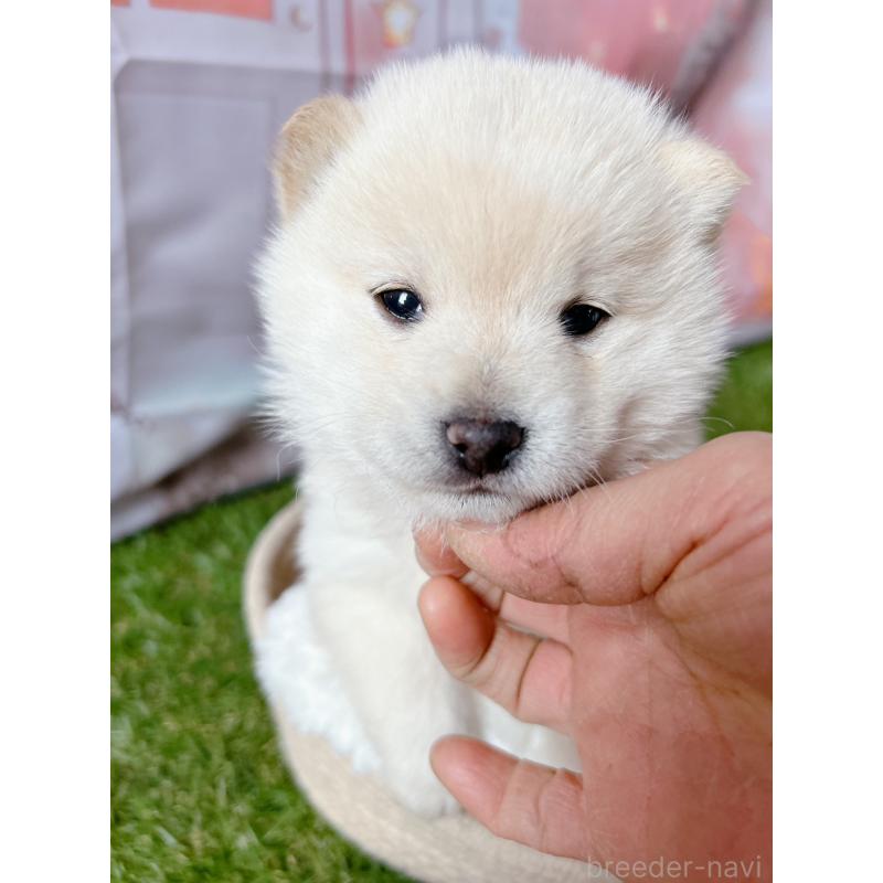 販売中の群馬県の豆柴-445909の3枚目