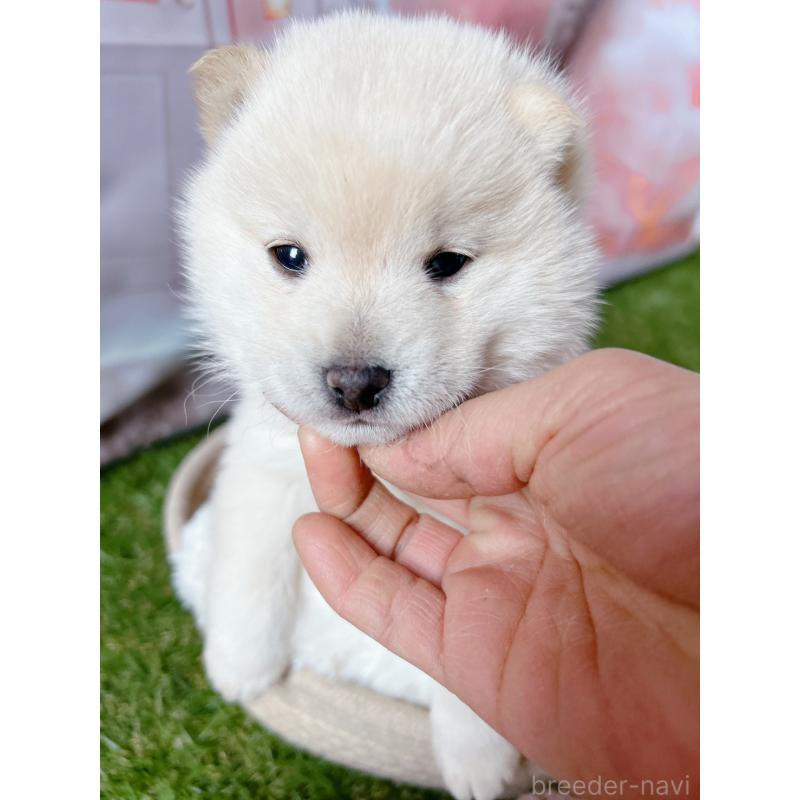 販売中の群馬県の豆柴-445909の2枚目