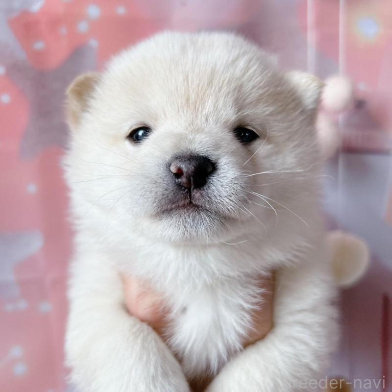 販売中の群馬県の豆柴-445909