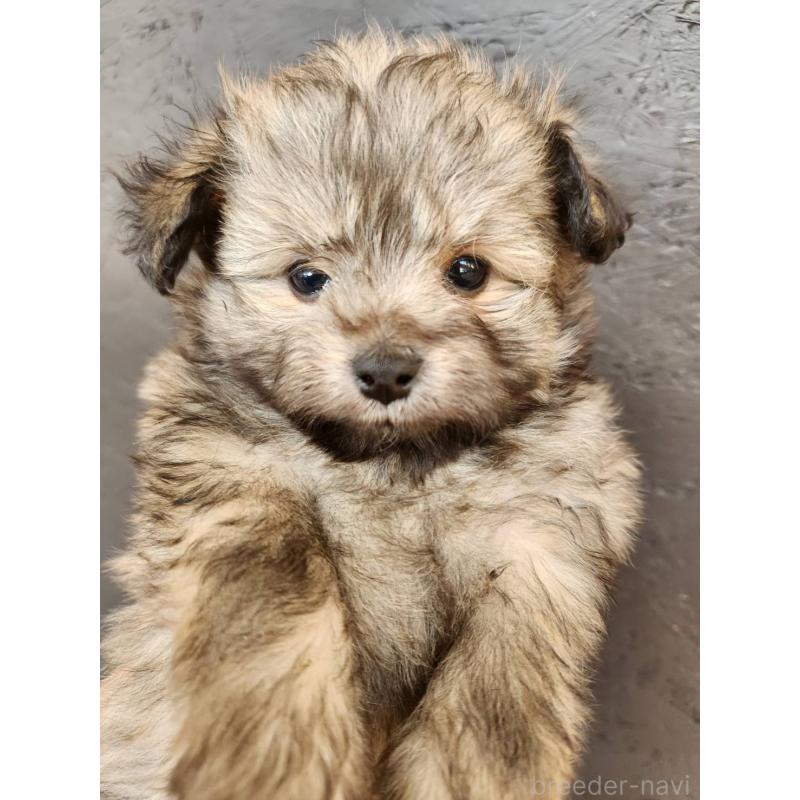 販売中の大阪府のポメチワ:ポメラニアン×チワワ-445912の8枚目