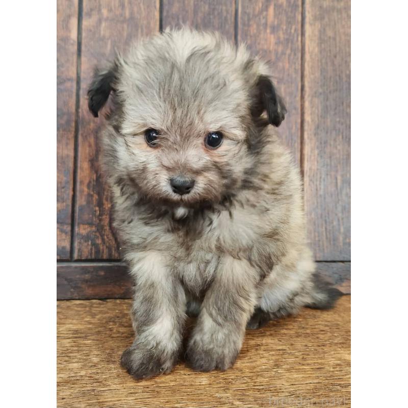 販売中の大阪府のポメチワ:ポメラニアン×チワワ-445912の7枚目