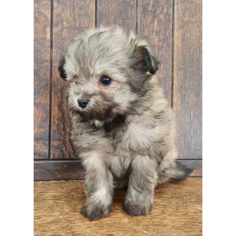 販売中の大阪府のポメチワ:ポメラニアン×チワワ-445912の5枚目