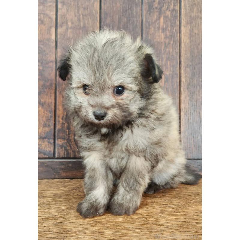 販売中の大阪府のポメチワ:ポメラニアン×チワワ-445912の4枚目