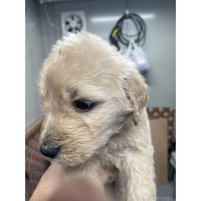 販売中の栃木県のゴールデンドゥードル:ゴールデンレトリーバー×プードル-439382