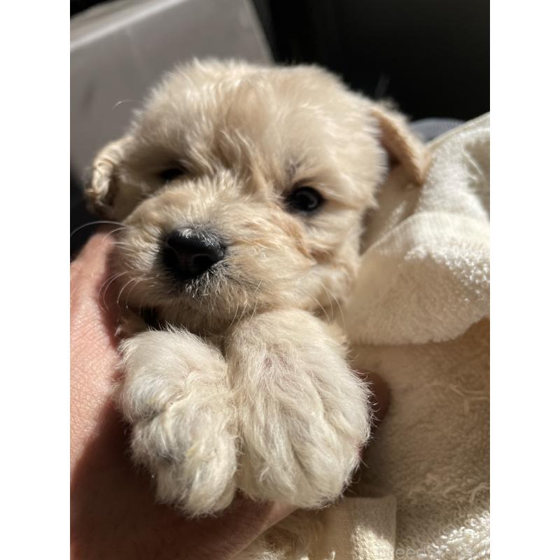 販売中の栃木県のゴールデンドゥードル:ゴールデンレトリーバー×プードル-439277