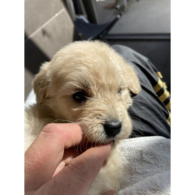 商談中の栃木県のゴールデンドゥードル:ゴールデンレトリーバー×プードル-439378の2枚目