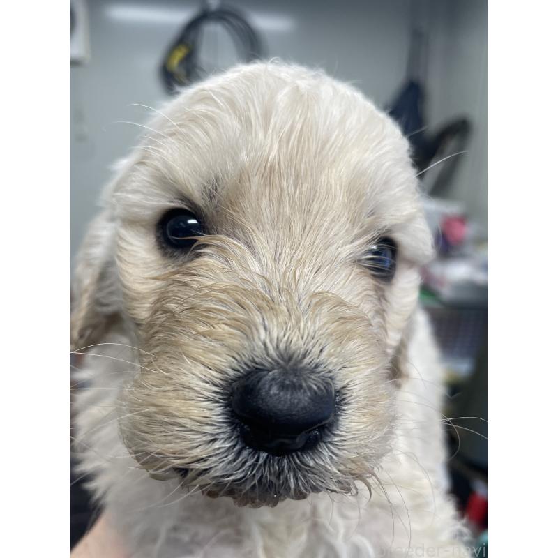 販売中の栃木県のゴールデンドゥードル:ゴールデンレトリーバー×プードル-439383の2枚目