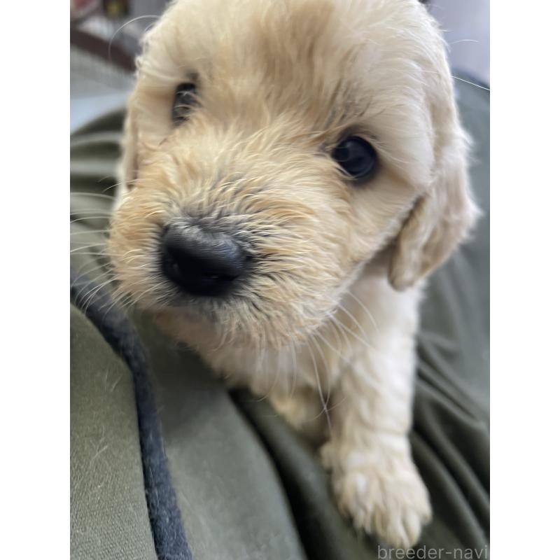 販売中の栃木県のゴールデンドゥードル:ゴールデンレトリーバー×プードル-439275
