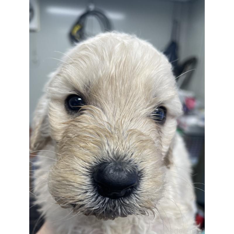 販売中の栃木県のゴールデンドゥードル:ゴールデンレトリーバー×プードル-439384の2枚目