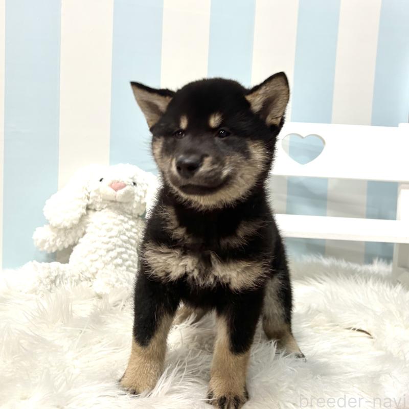 販売中の栃木県の柴犬-445911の15枚目