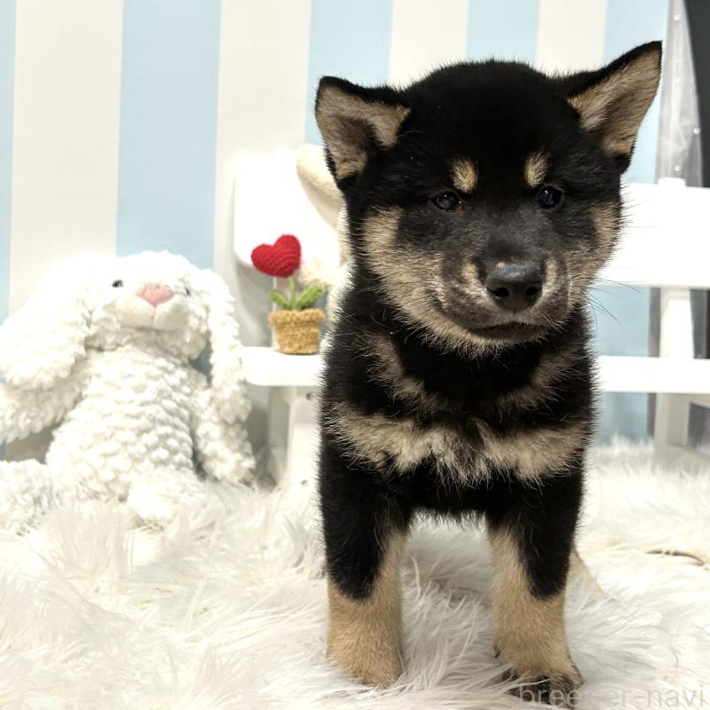 販売中の栃木県の柴犬-445911の14枚目