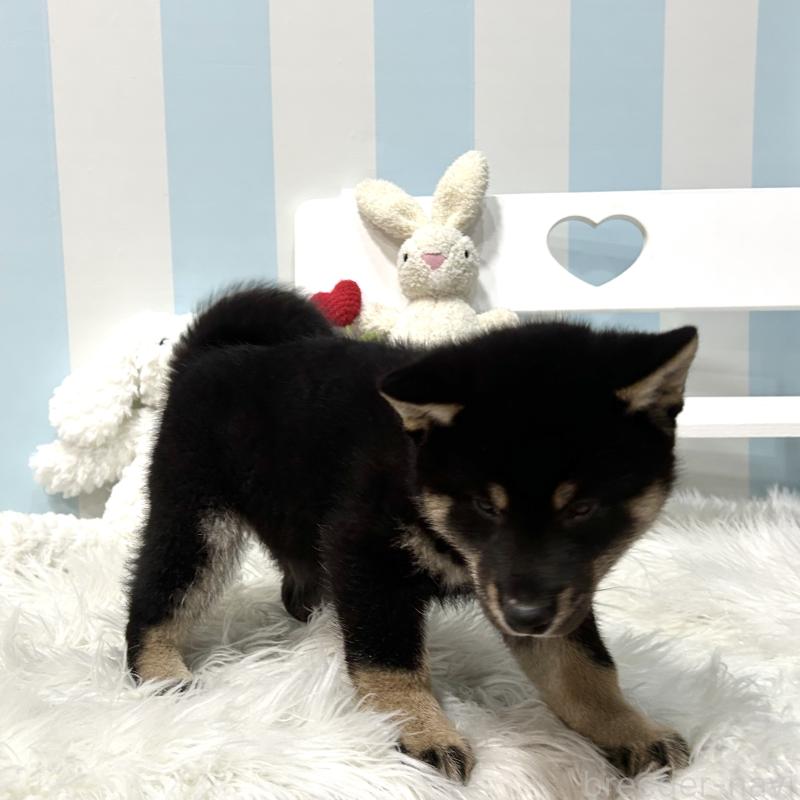 販売中の栃木県の柴犬-445911の13枚目