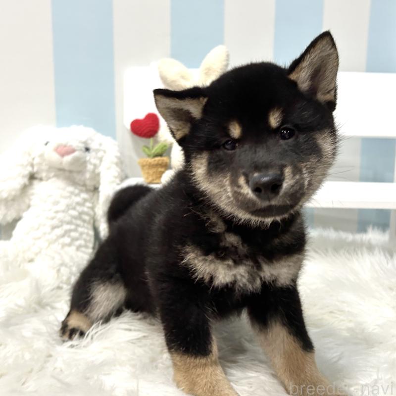 販売中の栃木県の柴犬-445911の12枚目