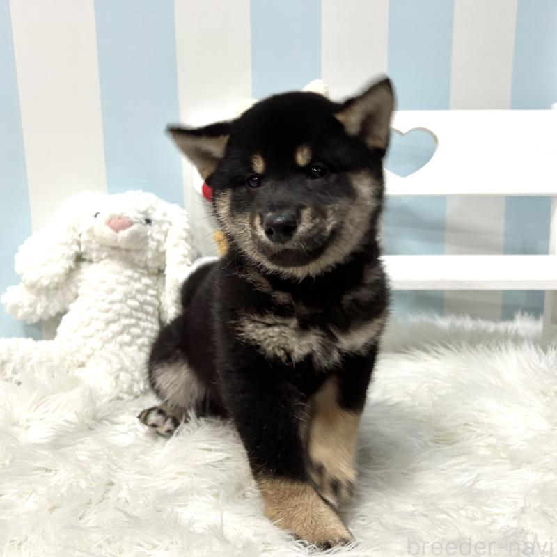 販売中の栃木県の柴犬-445911の11枚目