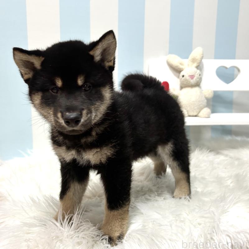 販売中の栃木県の柴犬-445911の10枚目