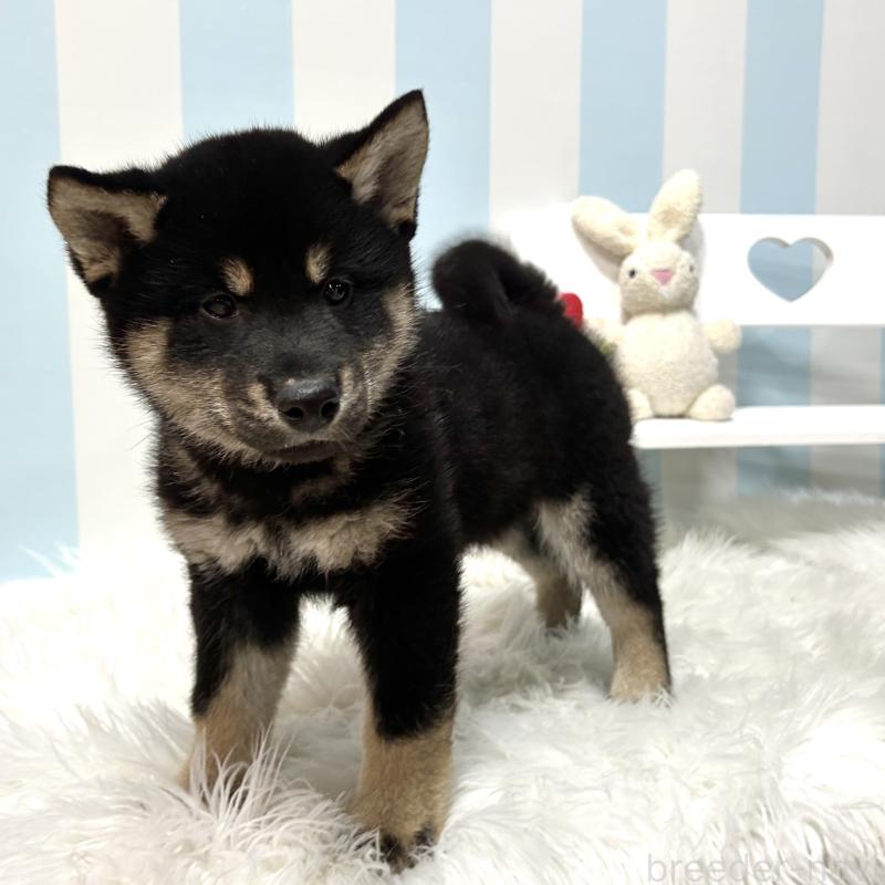 販売中の栃木県の柴犬-445911の9枚目