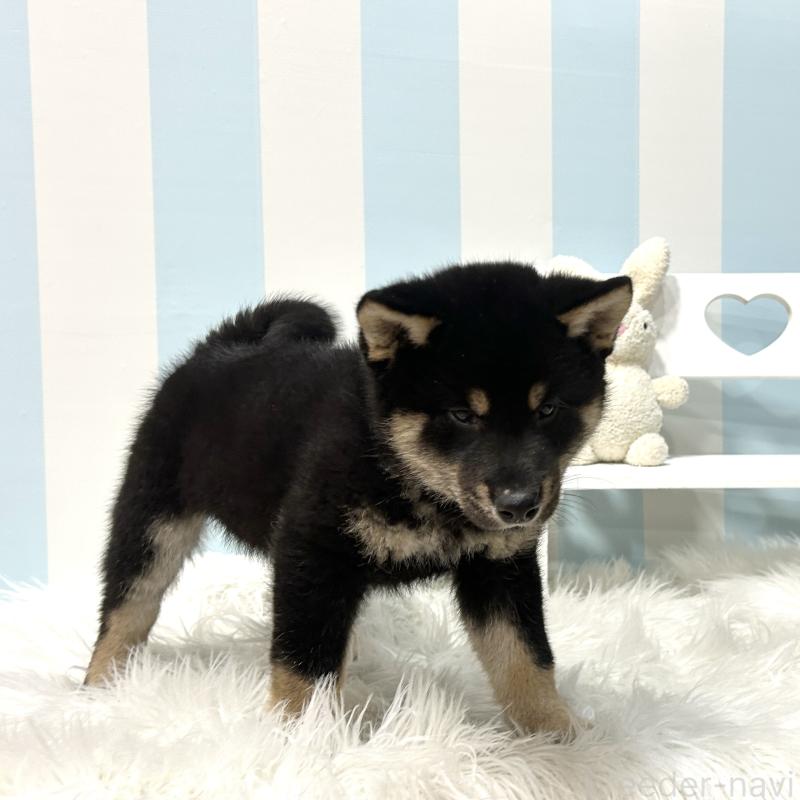 販売中の栃木県の柴犬-445911の7枚目