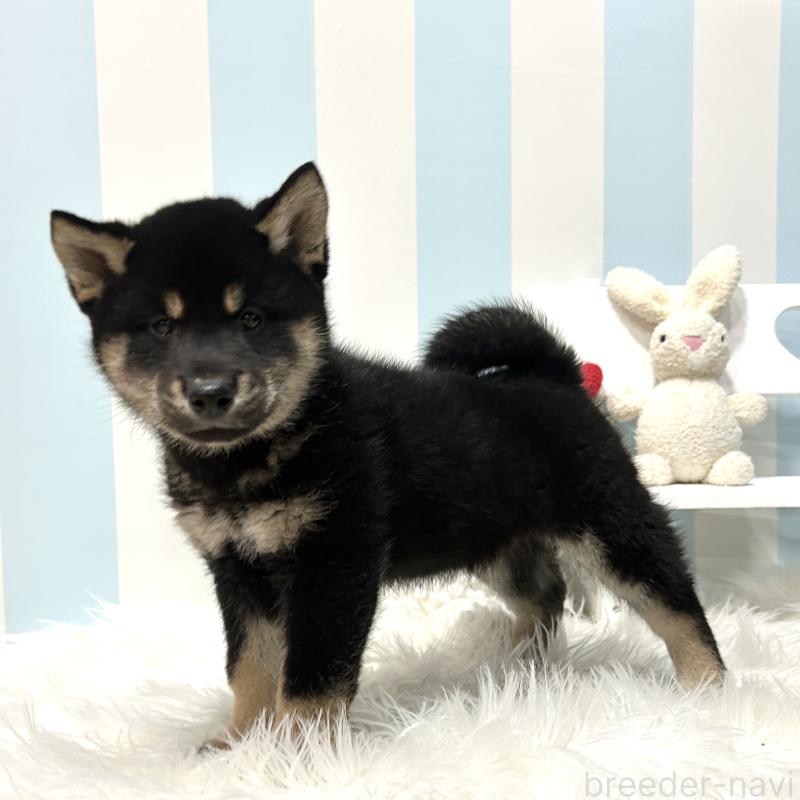 販売中の栃木県の柴犬-445911の6枚目