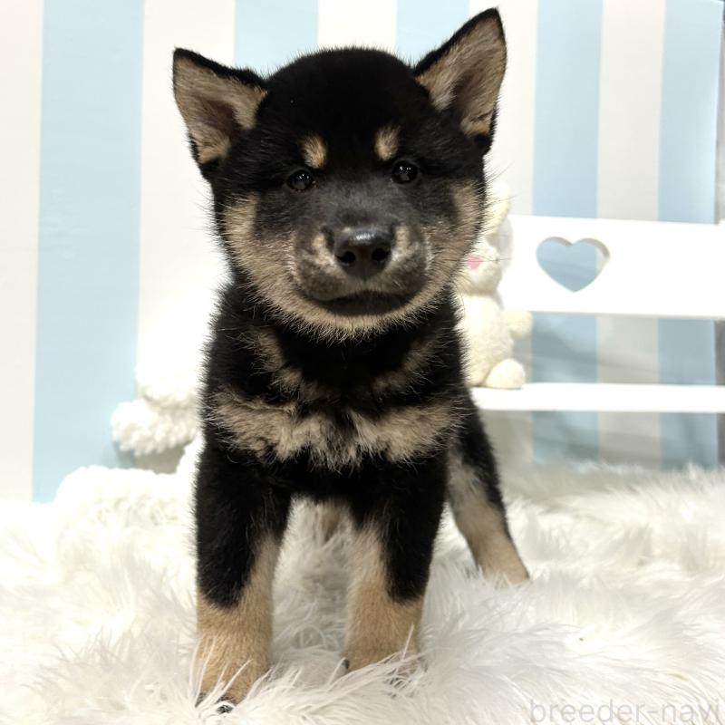 販売中の栃木県の柴犬-445911の1枚目