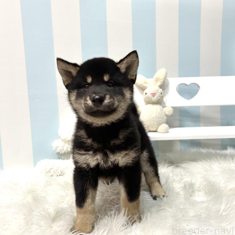 販売中の栃木県の柴犬-445911の5枚目