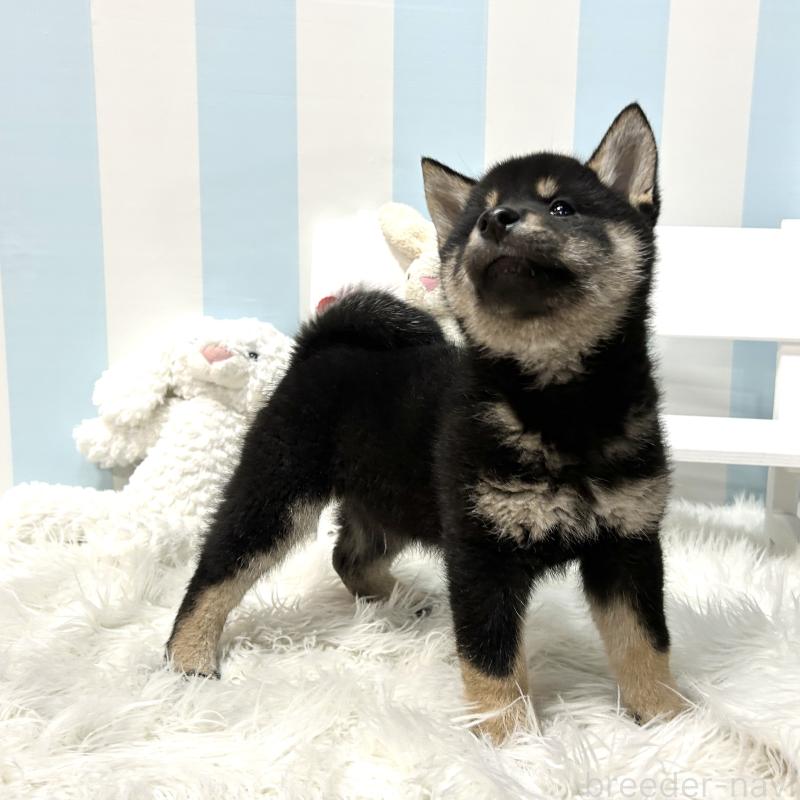 販売中の栃木県の柴犬-445911の4枚目