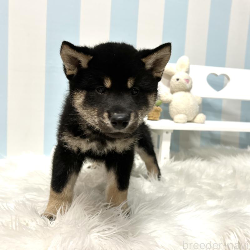 販売中の栃木県の柴犬-445911の3枚目