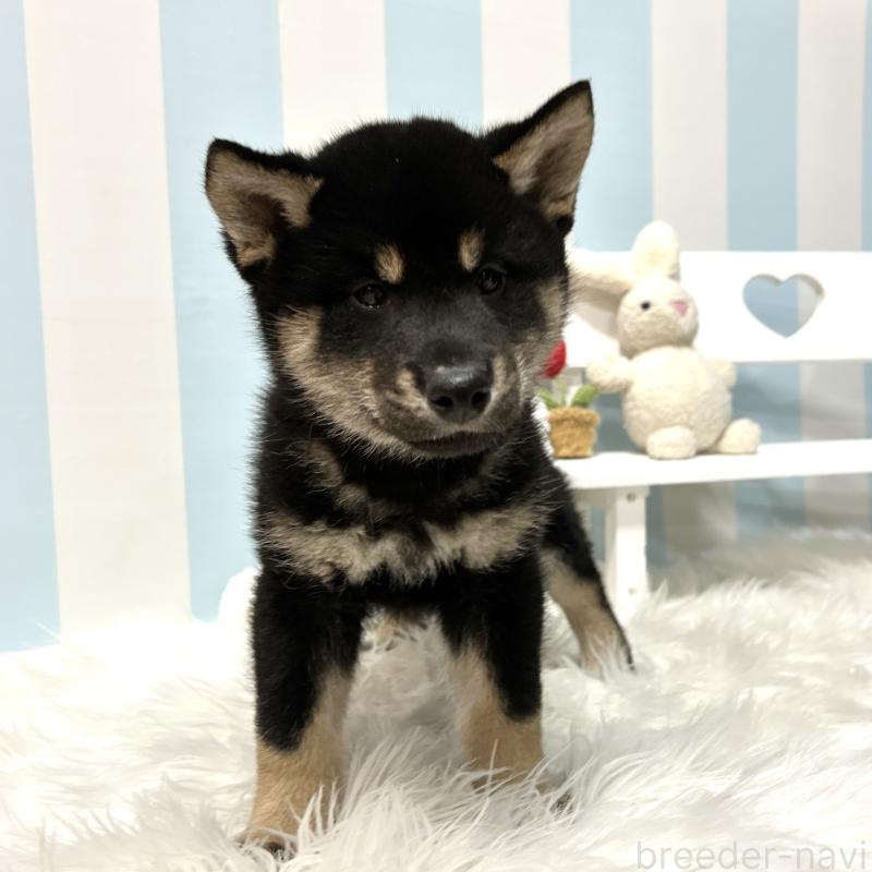 販売中の栃木県の柴犬-445911の2枚目