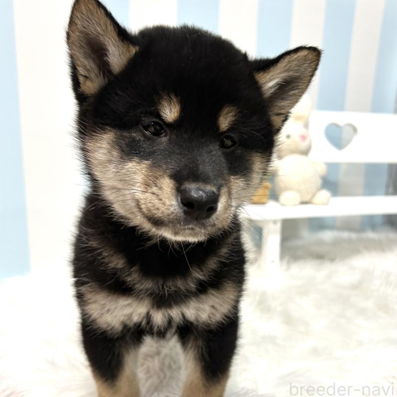 販売中の栃木県の柴犬-445913の17枚目