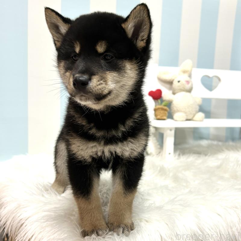 販売中の栃木県の柴犬-445913の16枚目