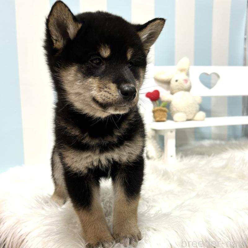 販売中の栃木県の柴犬-445913の15枚目