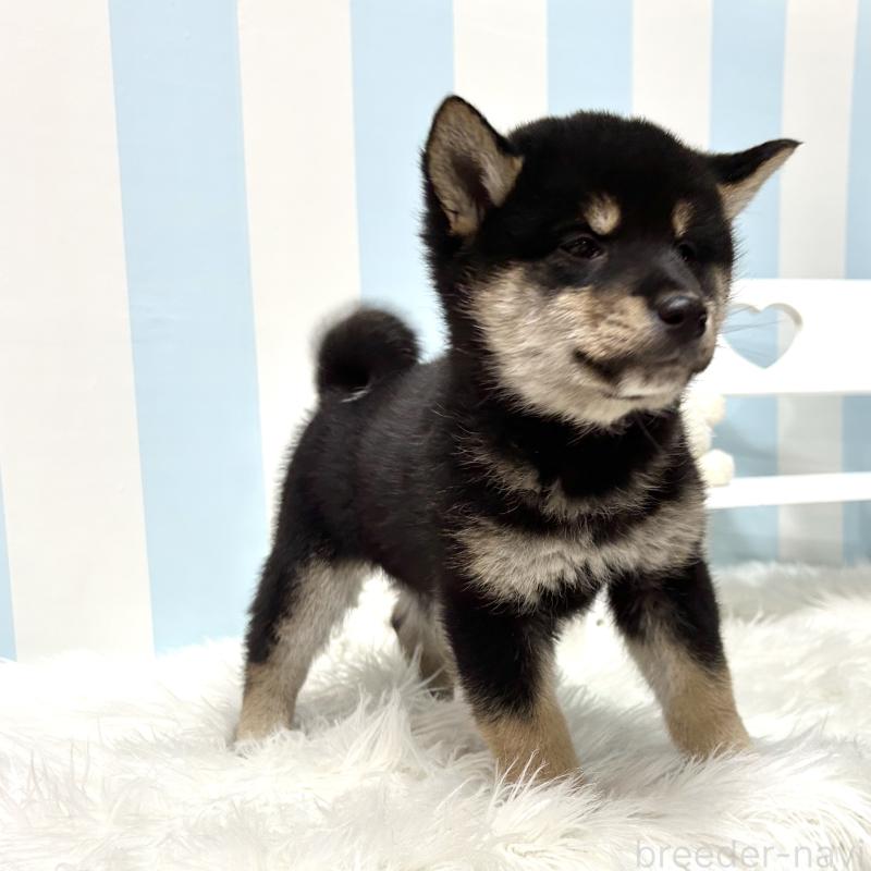 販売中の栃木県の柴犬-445913の14枚目