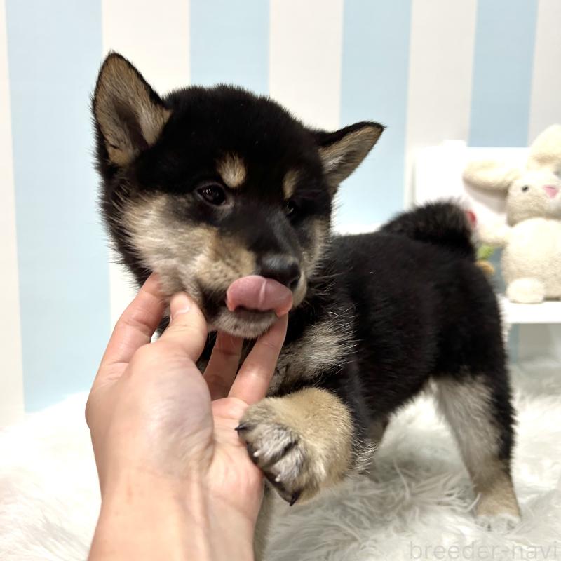 販売中の栃木県の柴犬-445913の13枚目