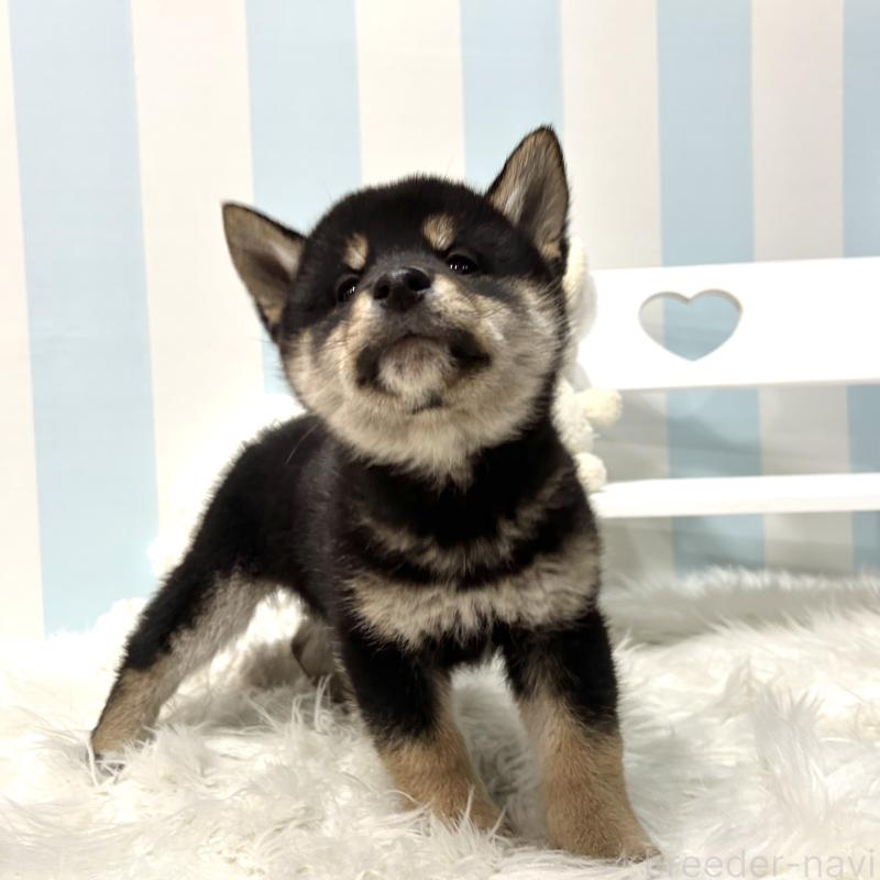 販売中の栃木県の柴犬-445913の12枚目