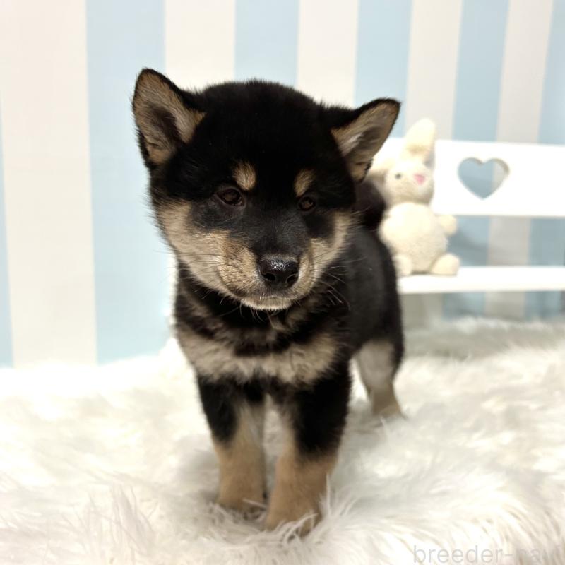 販売中の栃木県の柴犬-445913の11枚目