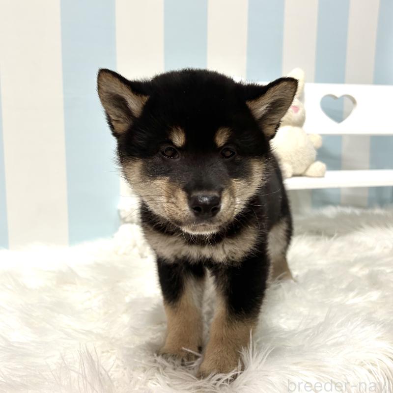 販売中の栃木県の柴犬-445913の10枚目