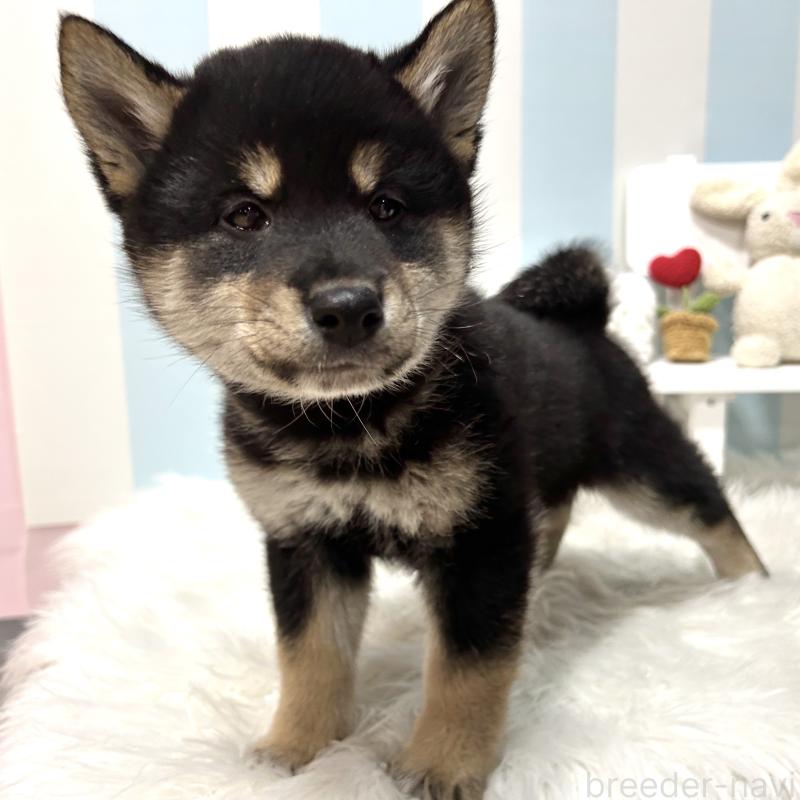 販売中の栃木県の柴犬-445913の9枚目