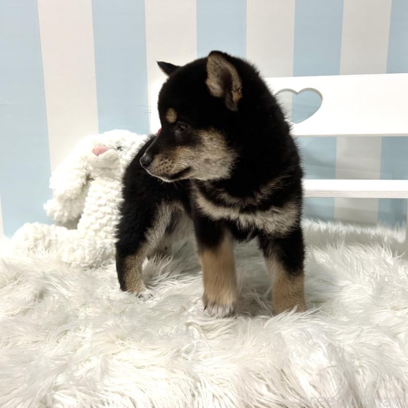 販売中の栃木県の柴犬-445913の8枚目